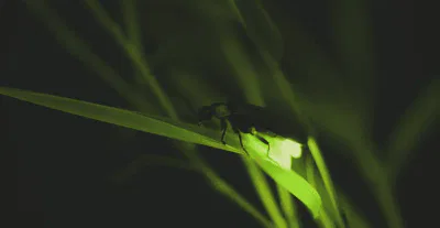 Is a Firefly Tour in Bali Good for Kids? A Parent’s Honest Guide