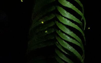 fireflies